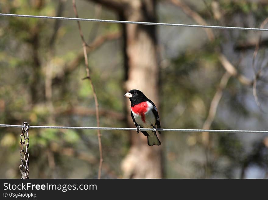 Male Rose Breasted Grosbeak