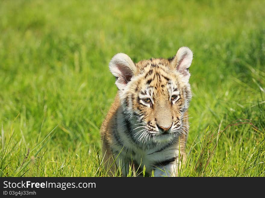 Siberian Tiiger Puppy