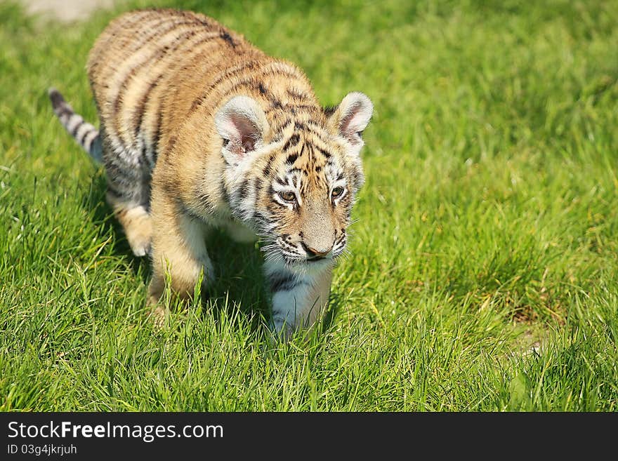 Siberian Tiiger puppy