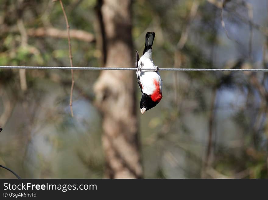 (Pheucticus ludovicianus) Male Rose breasted Grosbeak hangs upside down on a clothes line in Spring time, in Ontario.