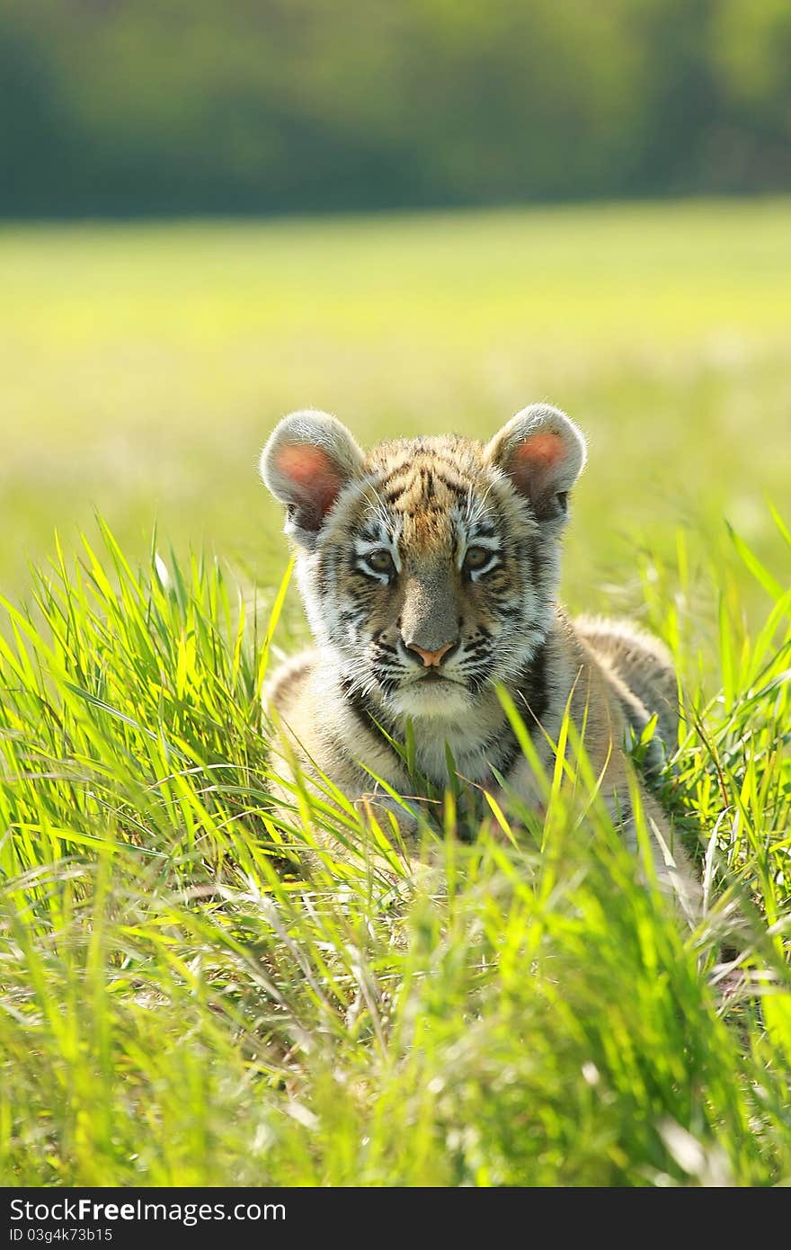 Siberian Tiiger Puppy