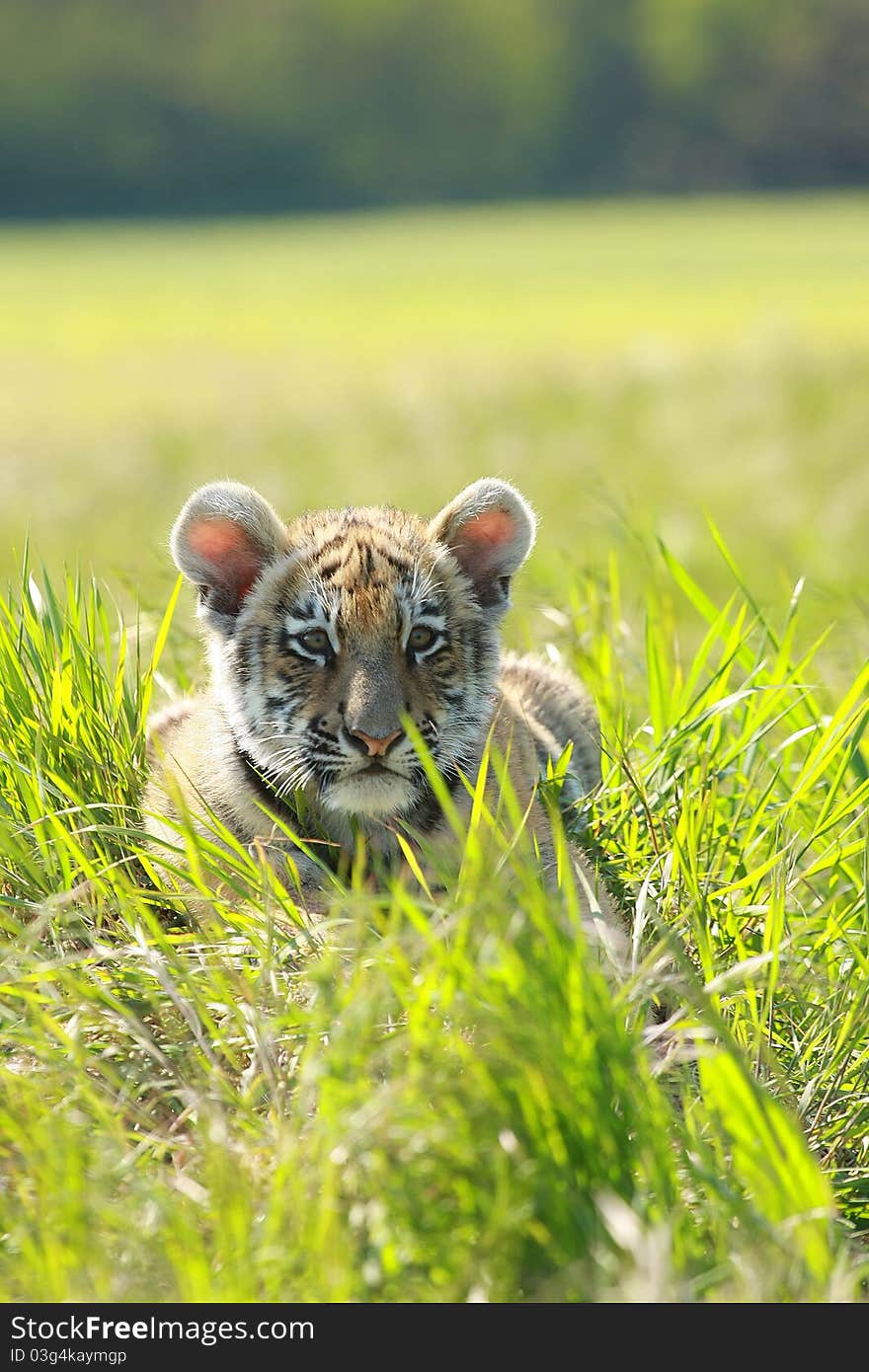 Siberian Tiiger puppy