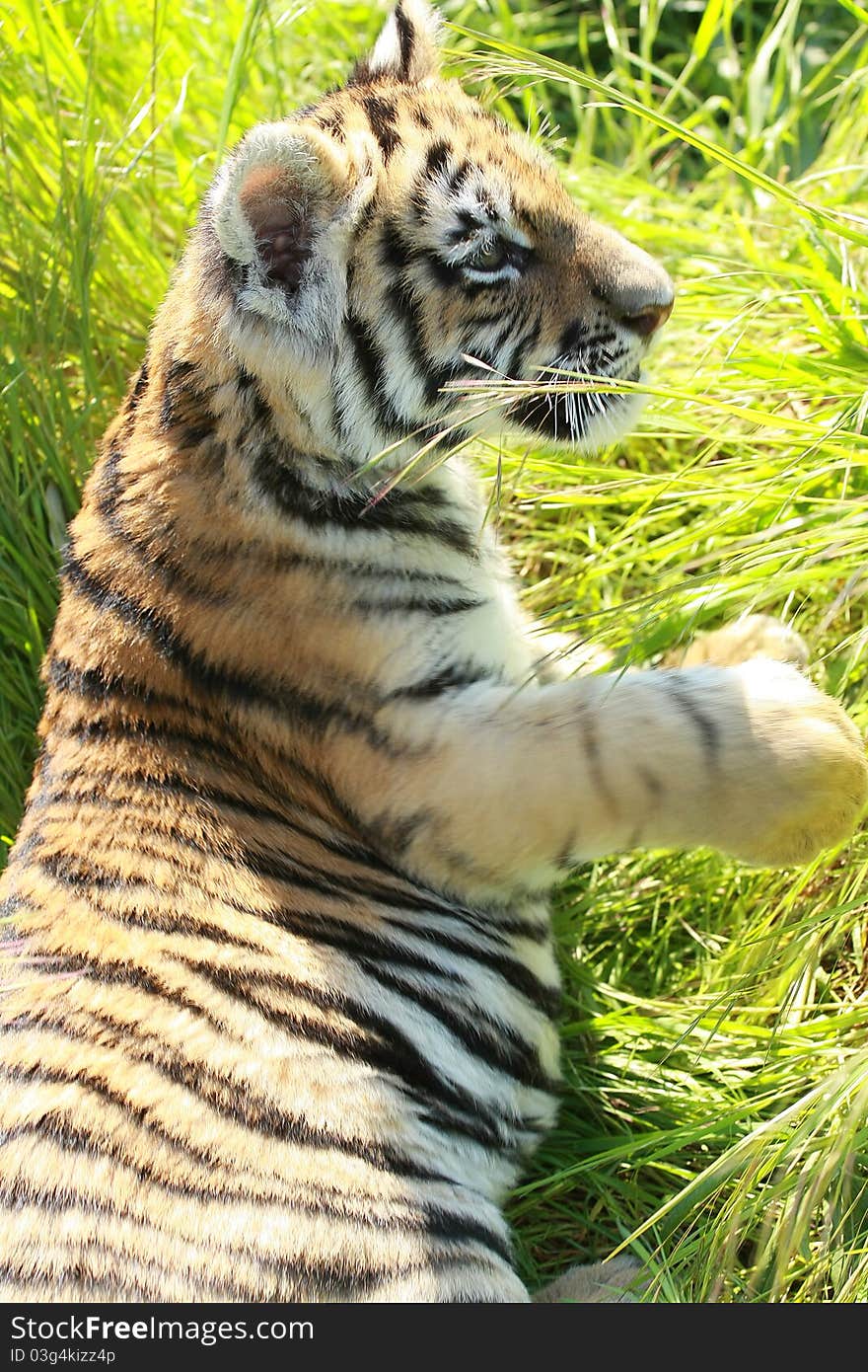 Siberian Tiiger puppy