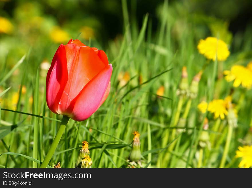 Red tulip on the green grass background