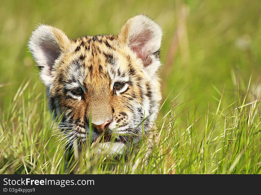 Siberian Tiiger puppy