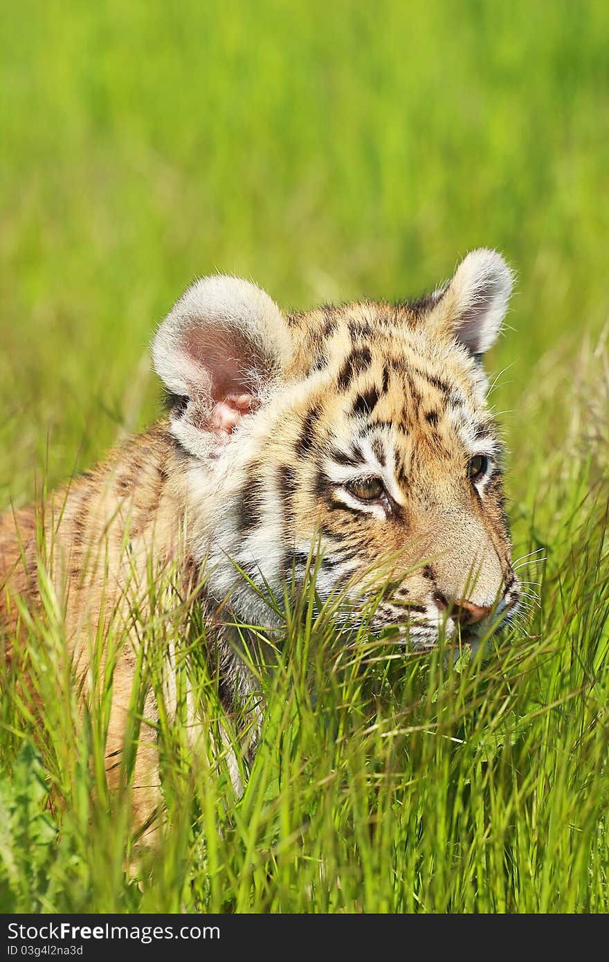 Siberian Tiiger Puppy