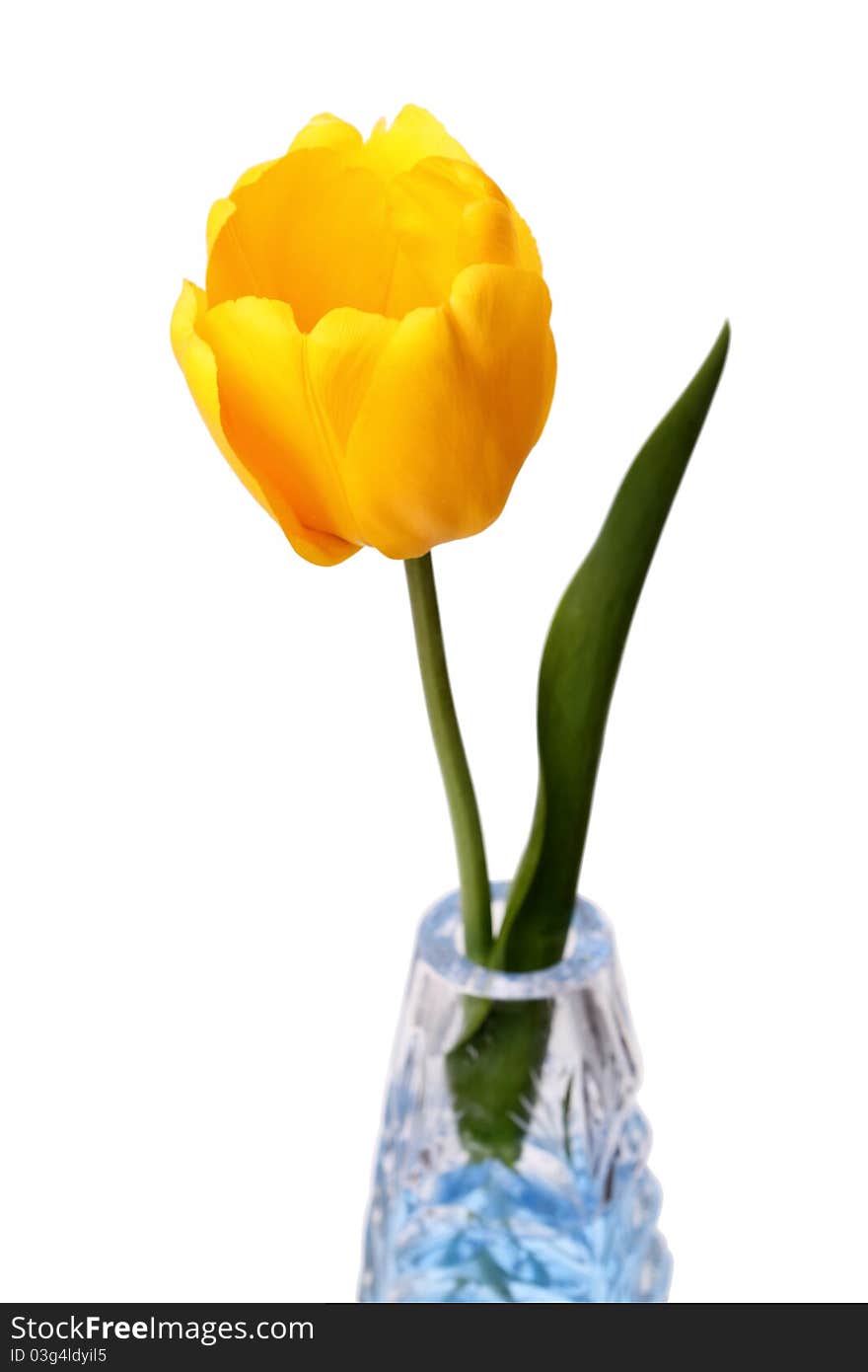 Yellow tulip on white