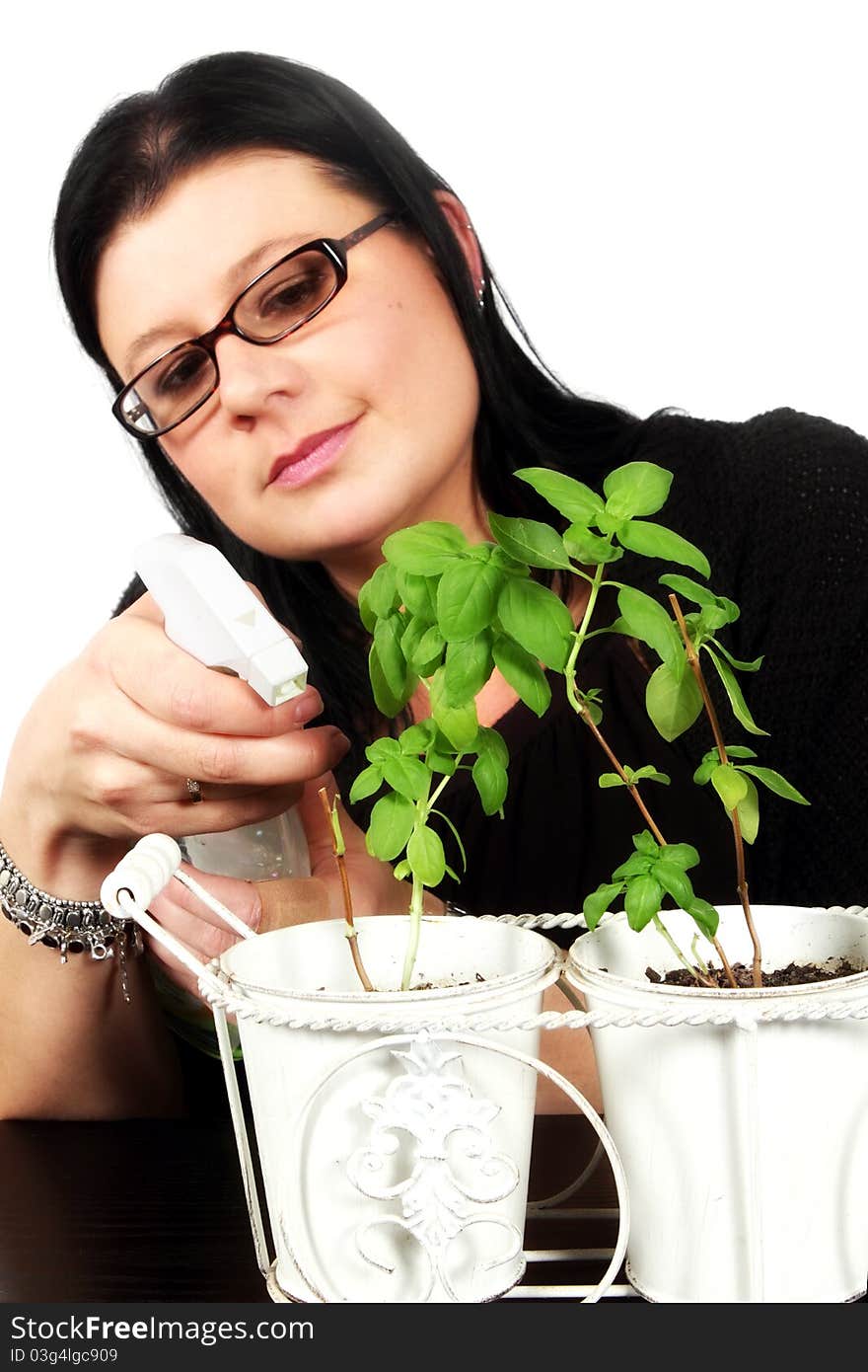 Woman watering basil plants