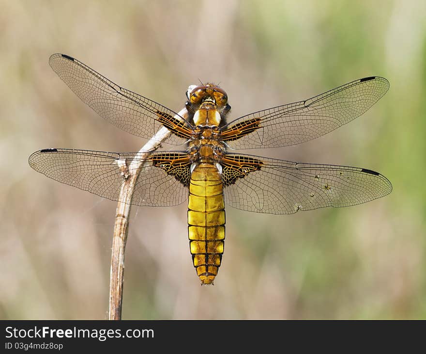 Broad-bodied Chaser (Libellula Depressa)