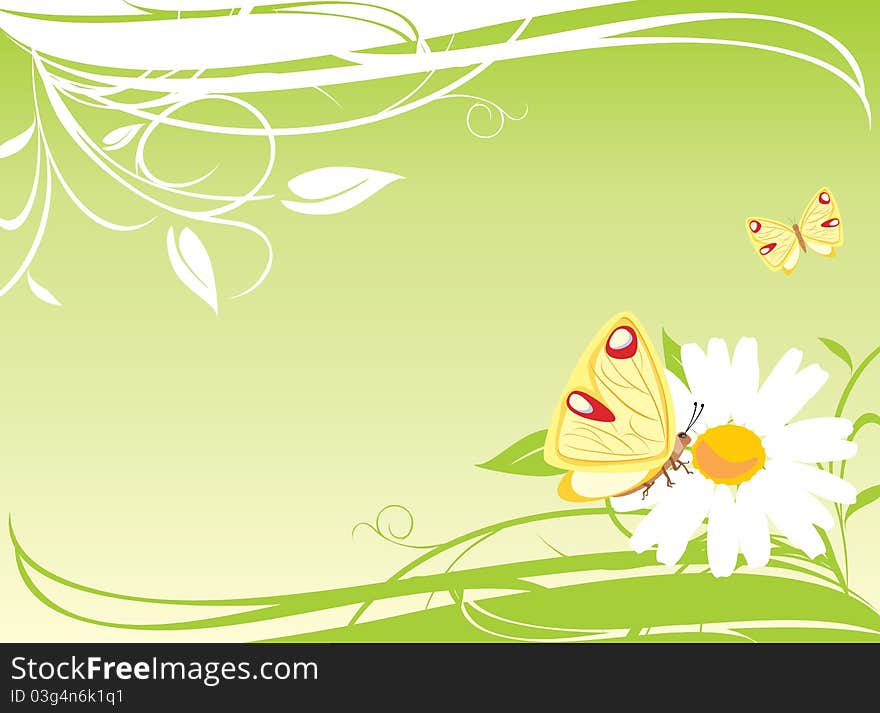 Chamomile and butterflies on the floral background. Illustration