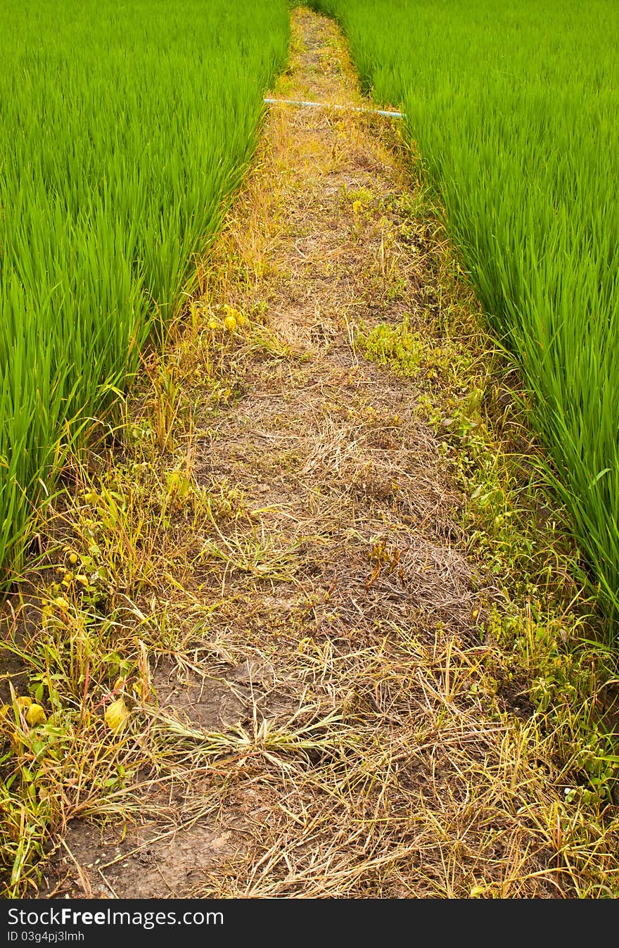 Path farm with the green field