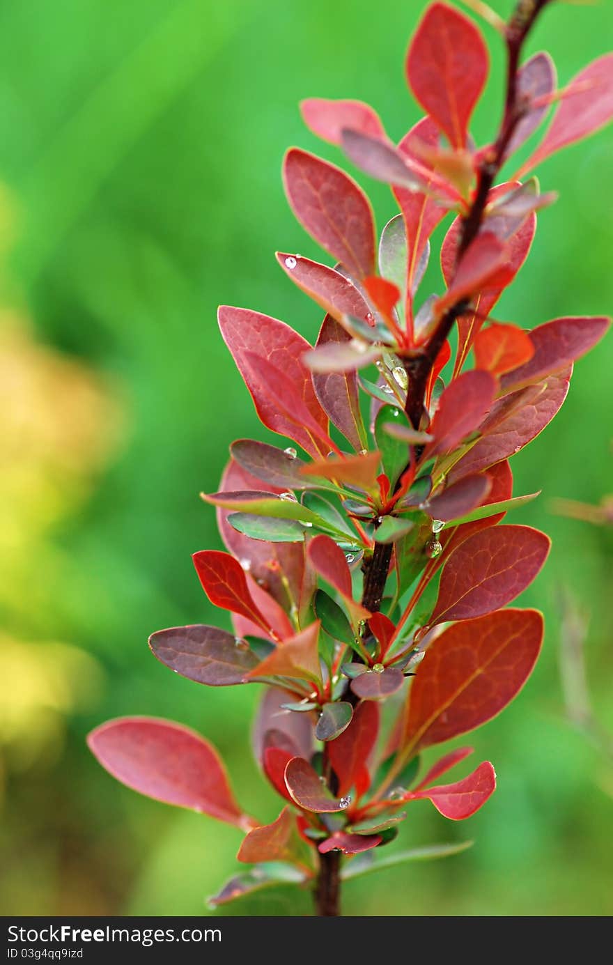 Barberry Branch