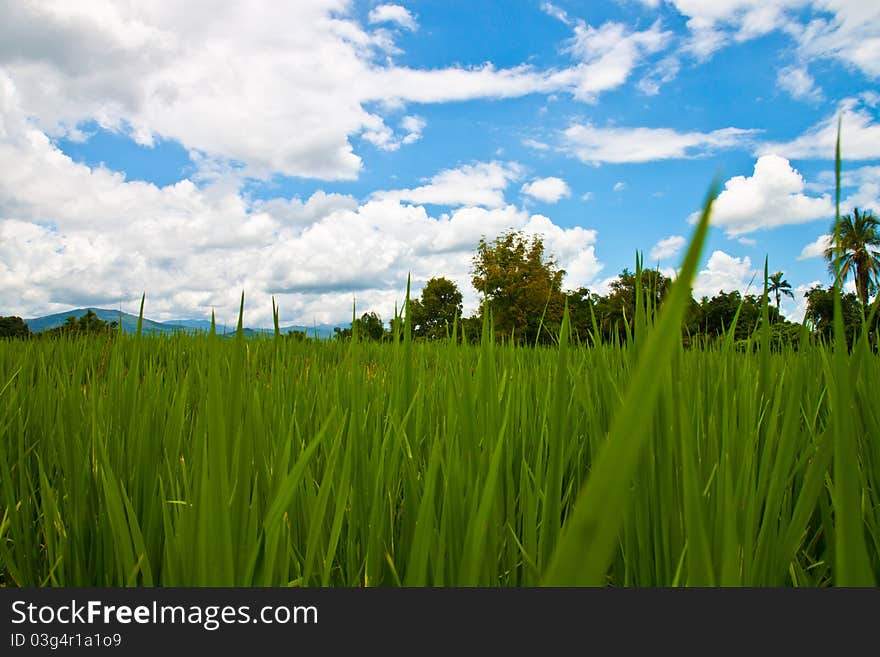 Farm with the green field