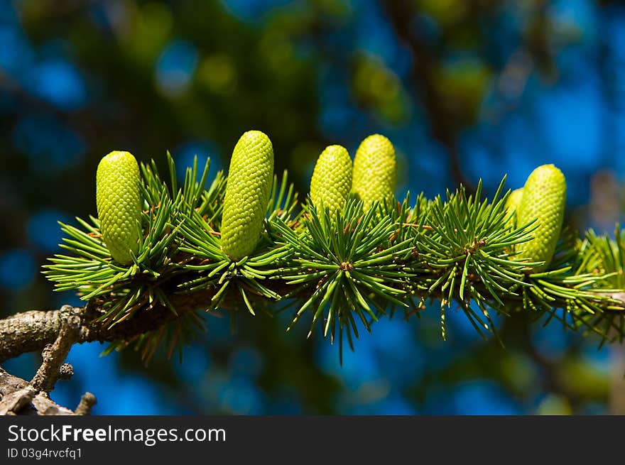 A close-up of a branch with green cones. A close-up of a branch with green cones