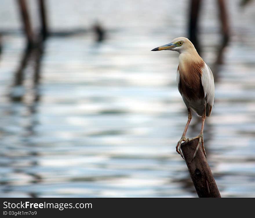 Egret in the family Ardeidae Kanok is as sharp mouth a long white legs a certain color like green, brown, black man living under the water and eat fish, insects, farm animals and small water.