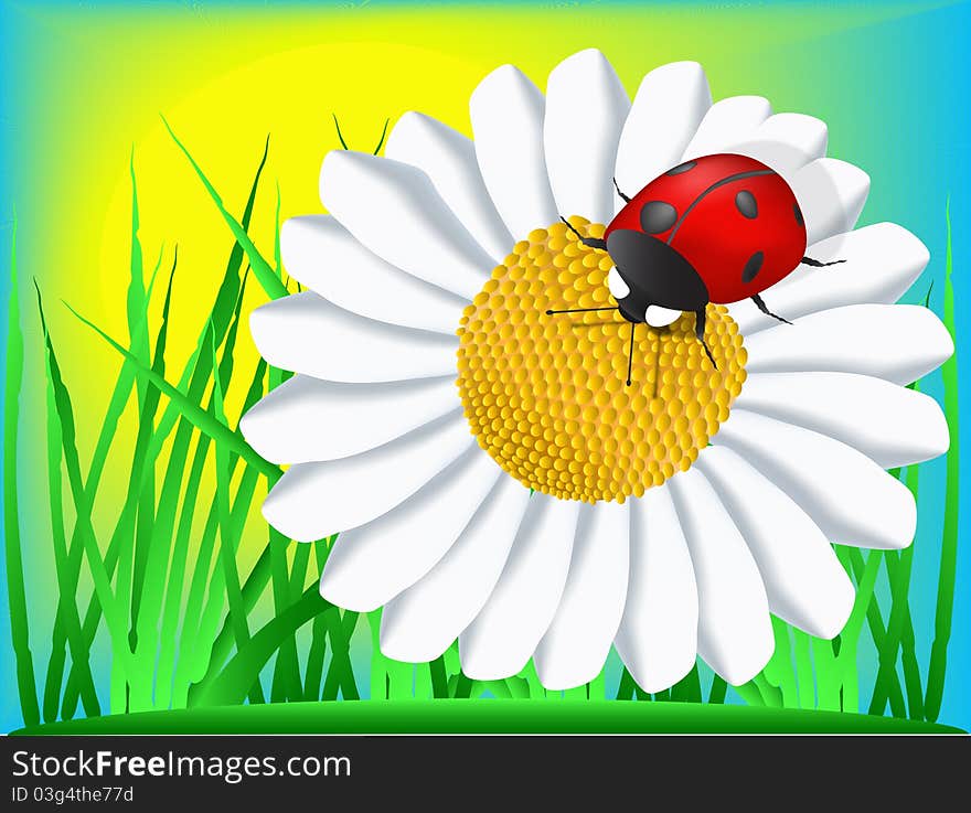 Ladybird sit jn the Ladybird sit on the camomile among grass. Ladybird sit jn the Ladybird sit on the camomile among grass