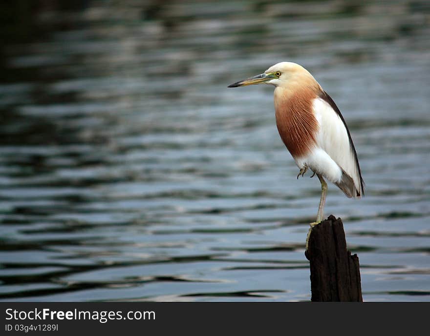 Egret in the family Ardeidae Kanok is as sharp mouth a long white legs a certain color like green, brown, black man living under the water and eat fish, insects, farm animals and small water.