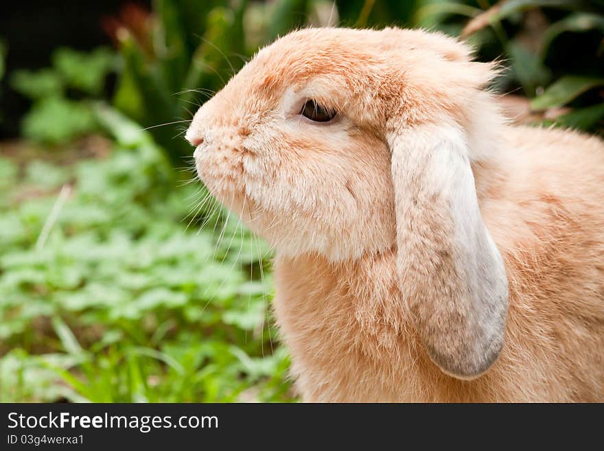 Closeup of rabbit in the grass field. Closeup of rabbit in the grass field