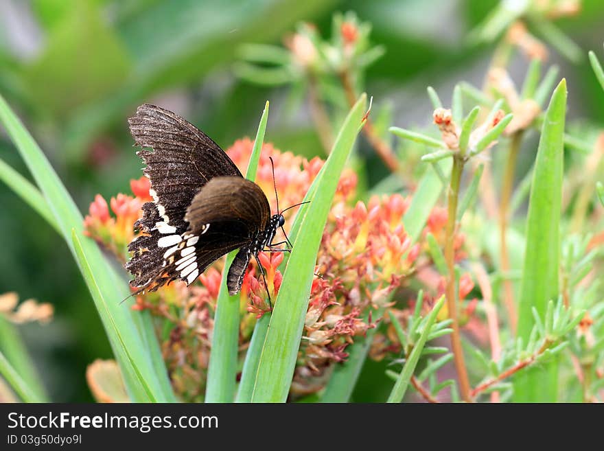 Monarch butterfly