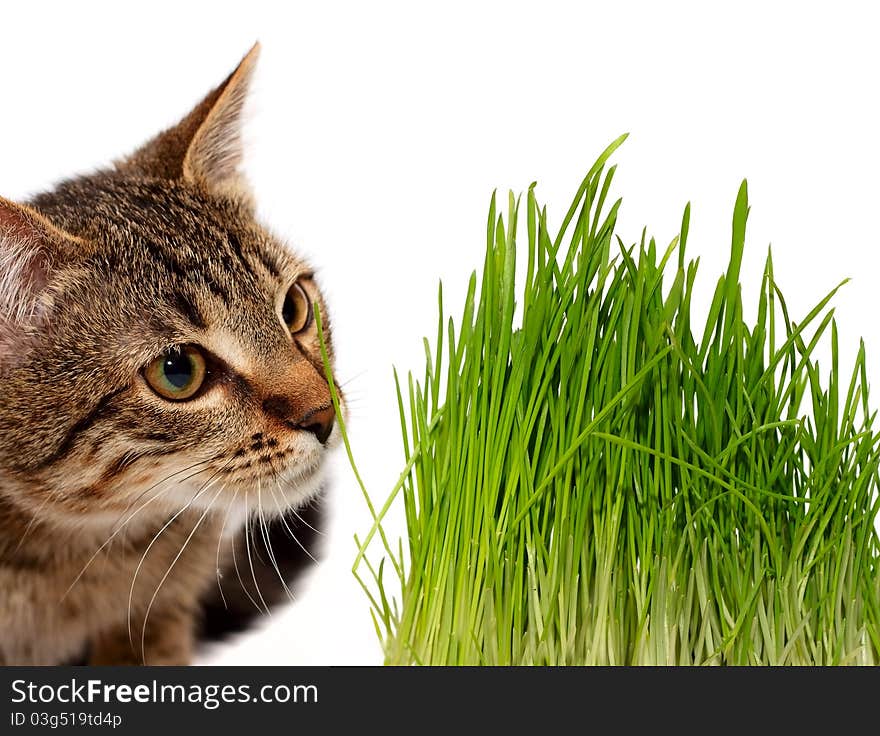 Cat Smelling A Green Grass