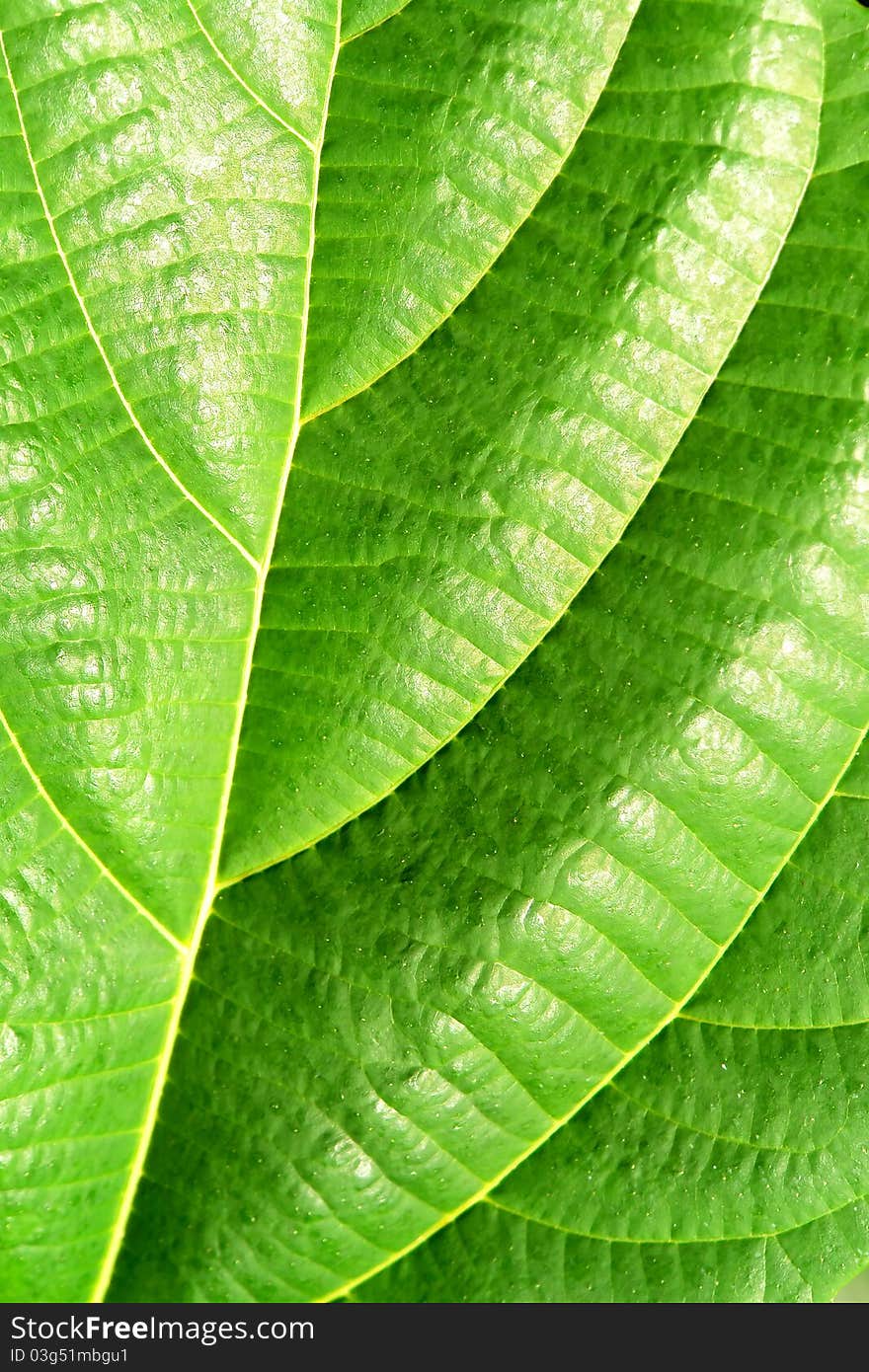 Green plant leave, detail