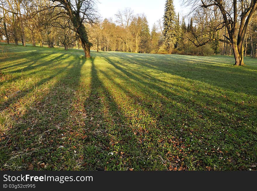 Morning in the spring park