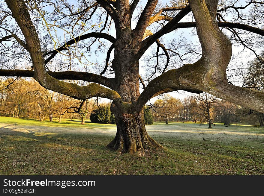 Tree In Park