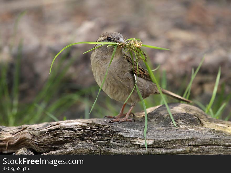 The eurasian tree sparrow with the grass in its mouth.