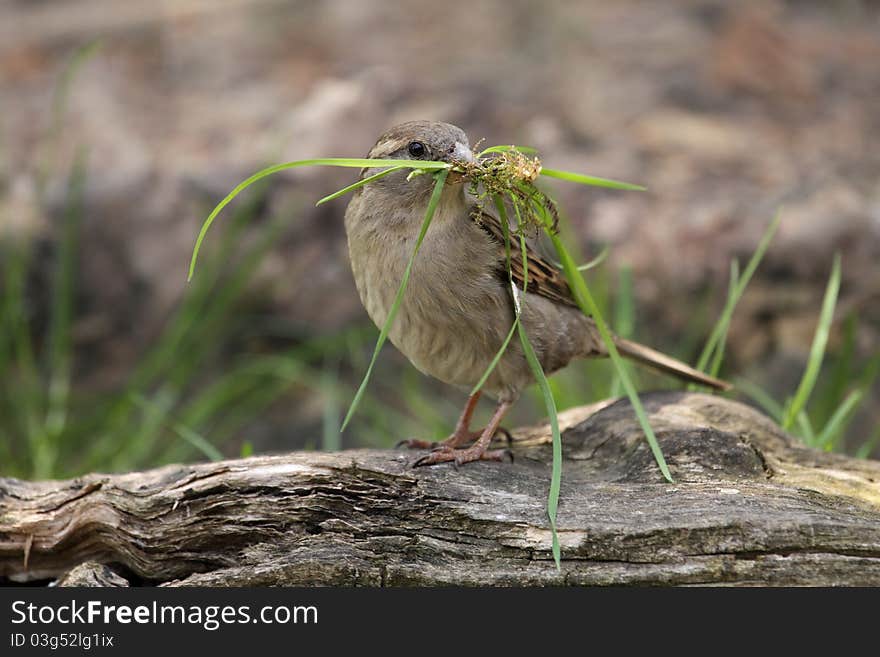 Tree sparrow