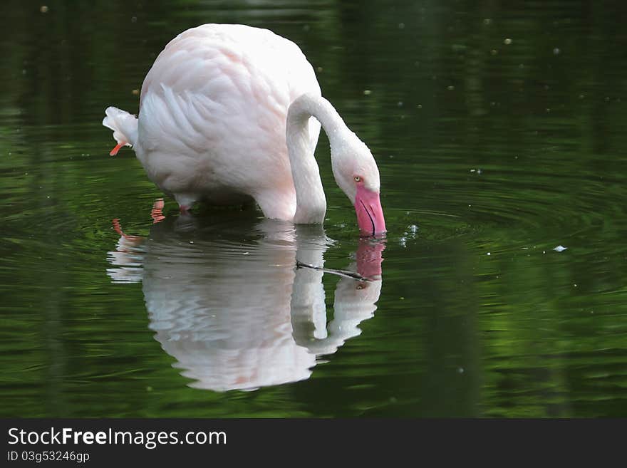 Greater Flamingo