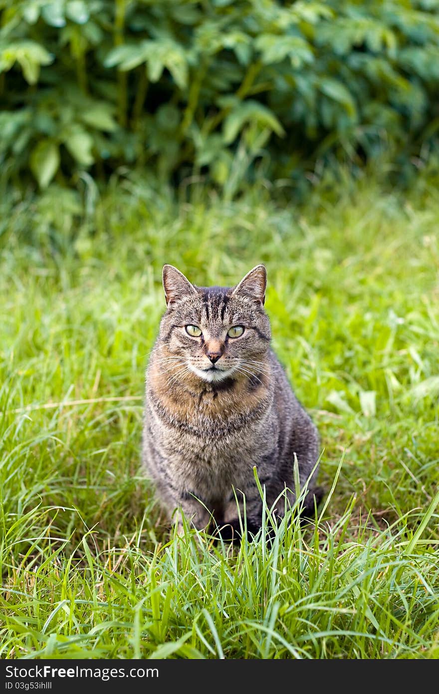 A cat in the grass of a springtime garden. A cat in the grass of a springtime garden