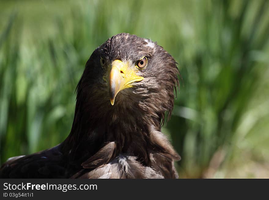 Detail of white-tailed eagle (Haliaeetus albicilla) with the grass in the background.