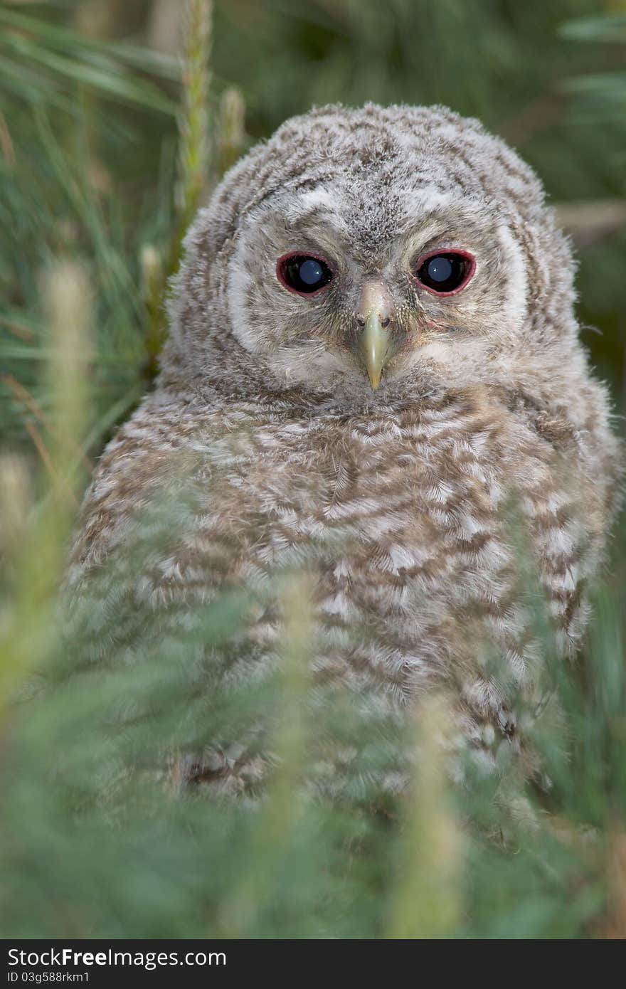 Tawny Owl, Juvenile / Strix Aluco