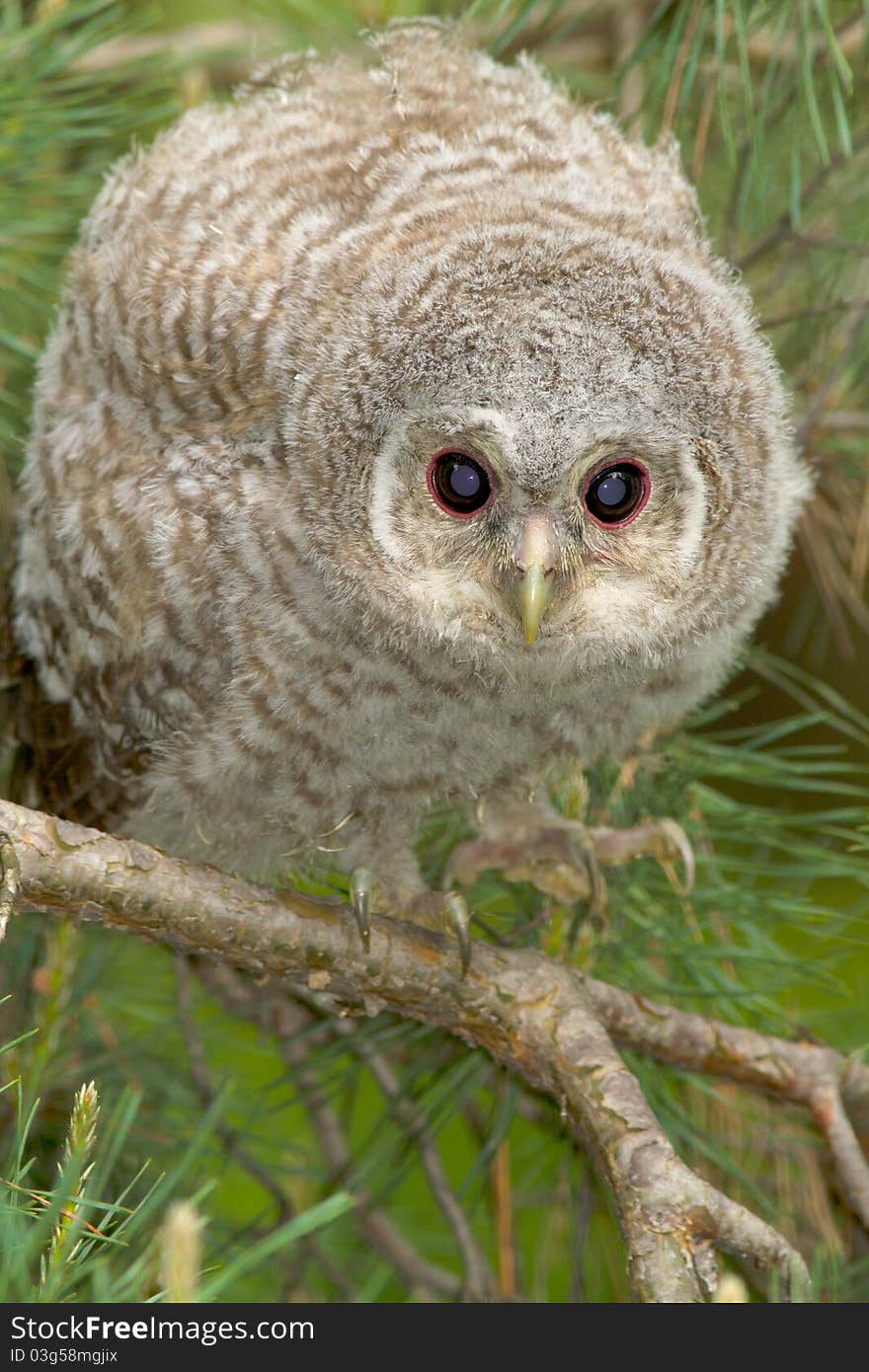 Wild baby Tawny owl sitting on a branch. Wild baby Tawny owl sitting on a branch