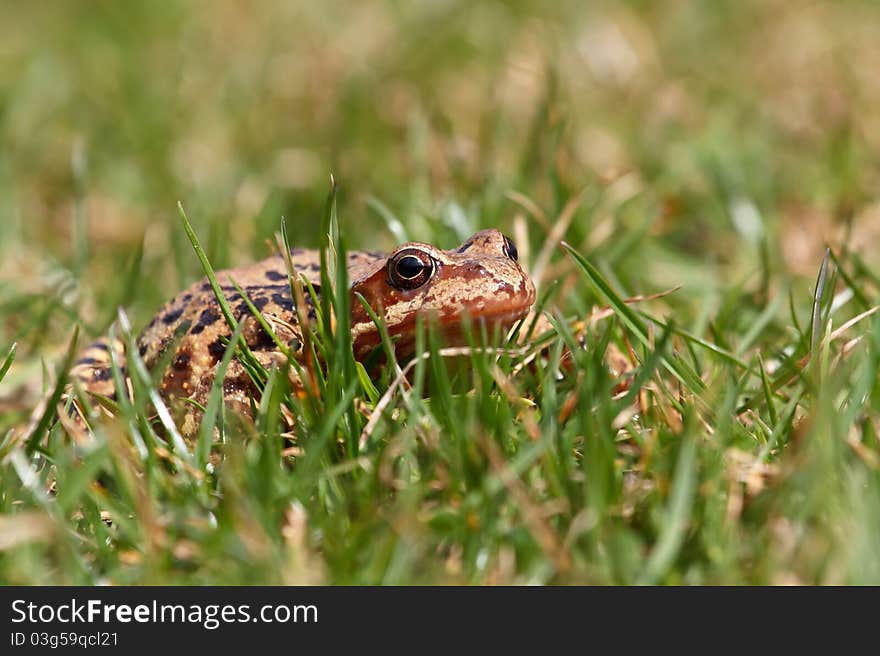 Closeup of brown frog Rana temporaria in garden