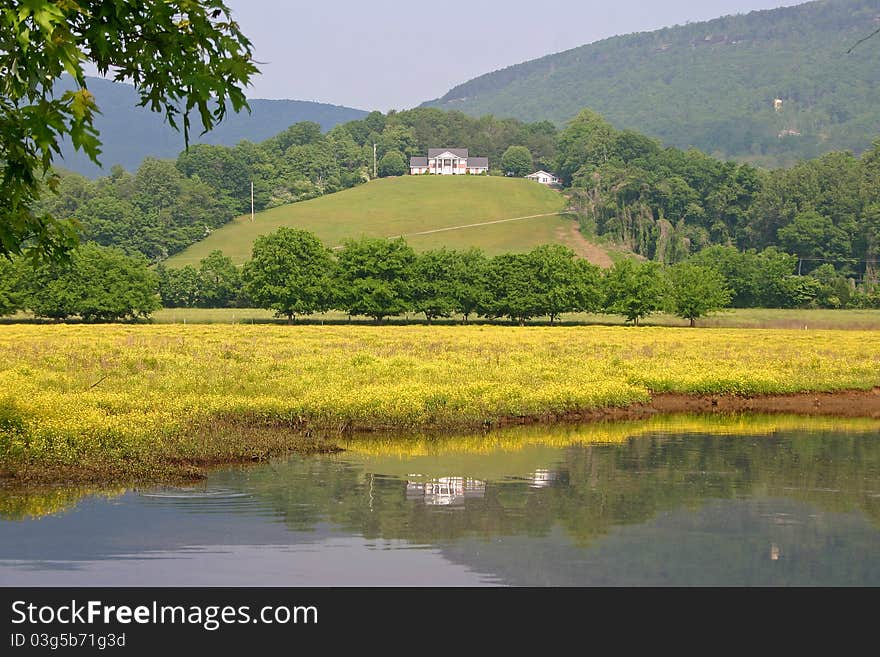 A house reflected in a pond in a meadow covered with buttercups. A house reflected in a pond in a meadow covered with buttercups