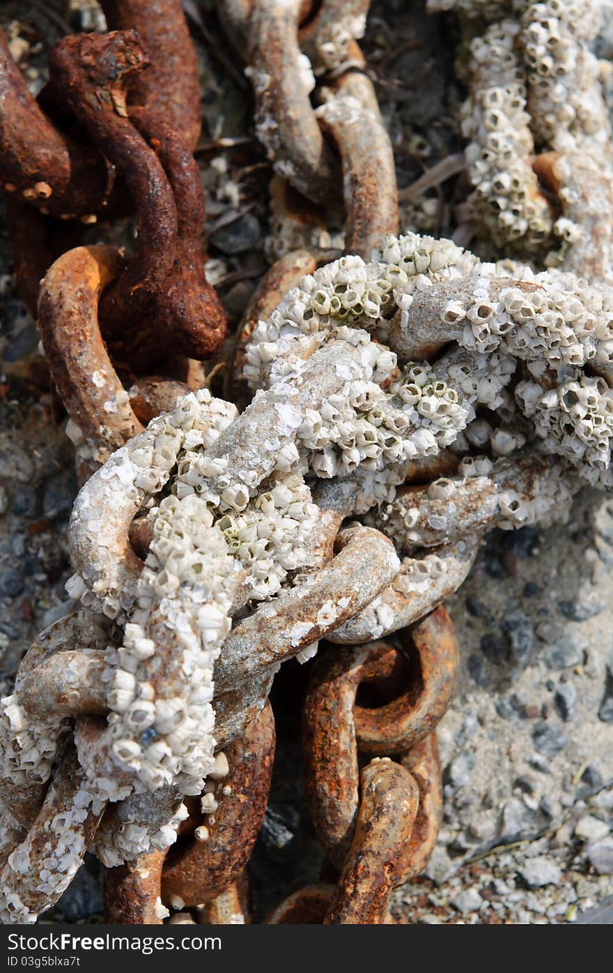 Rusty chain populated with barnacles. A barnacle is a type of arthropod belonging to infraclass Cirripedia in the subphylum Crustacea, and is hence related to crabs and lobsters. Rusty chain populated with barnacles. A barnacle is a type of arthropod belonging to infraclass Cirripedia in the subphylum Crustacea, and is hence related to crabs and lobsters