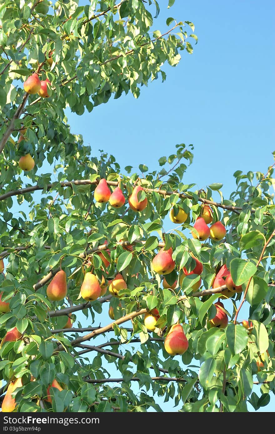 Pear tree. Pears on the tree. Pears on the background of green foliage