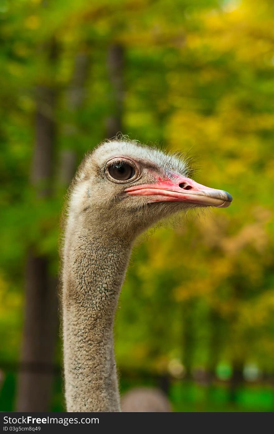 Close up shot of an ostrich head