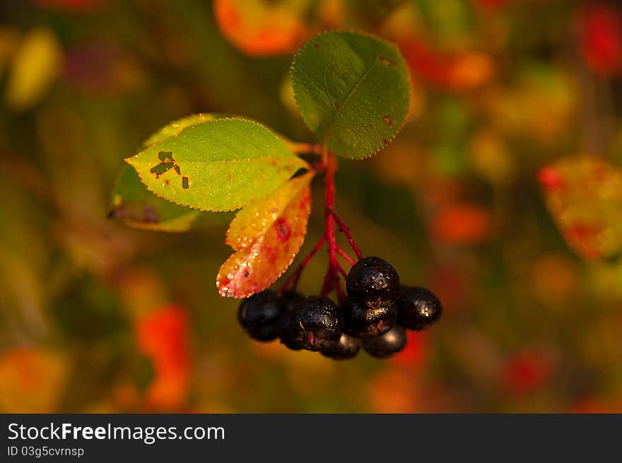 Ripe black chokeberry on the bush in autumn