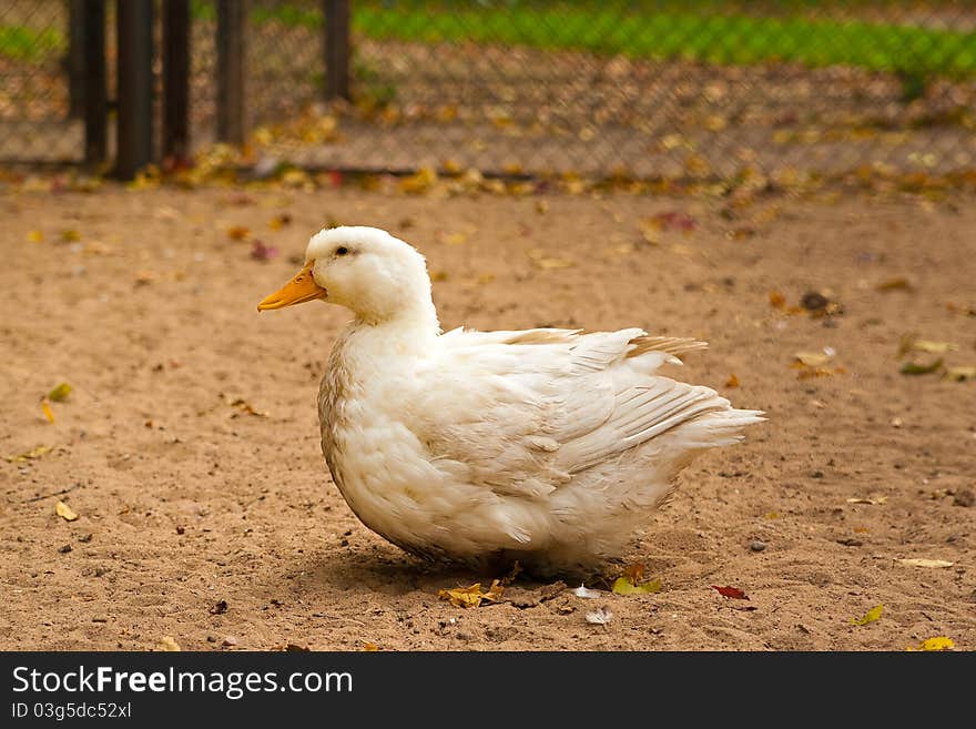 White Goose On A Ground