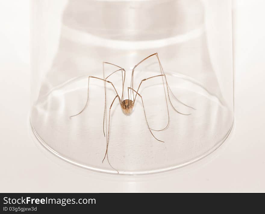 A spider like animal called a harvestmen trapped in a round glass. A spider like animal called a harvestmen trapped in a round glass