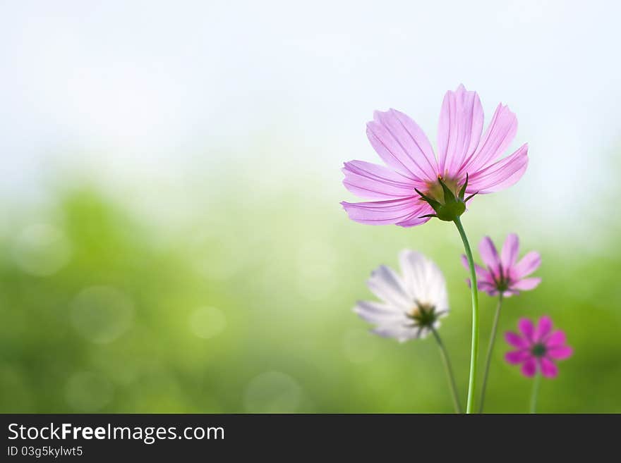 Cosmos Flowers