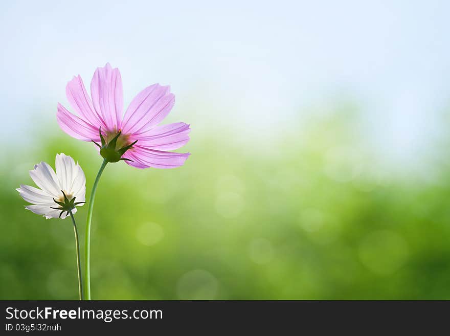 Cosmos flowers