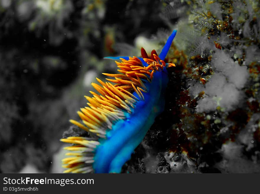 Spanish Shawl nudibranch at Anacapa Island in Southern California