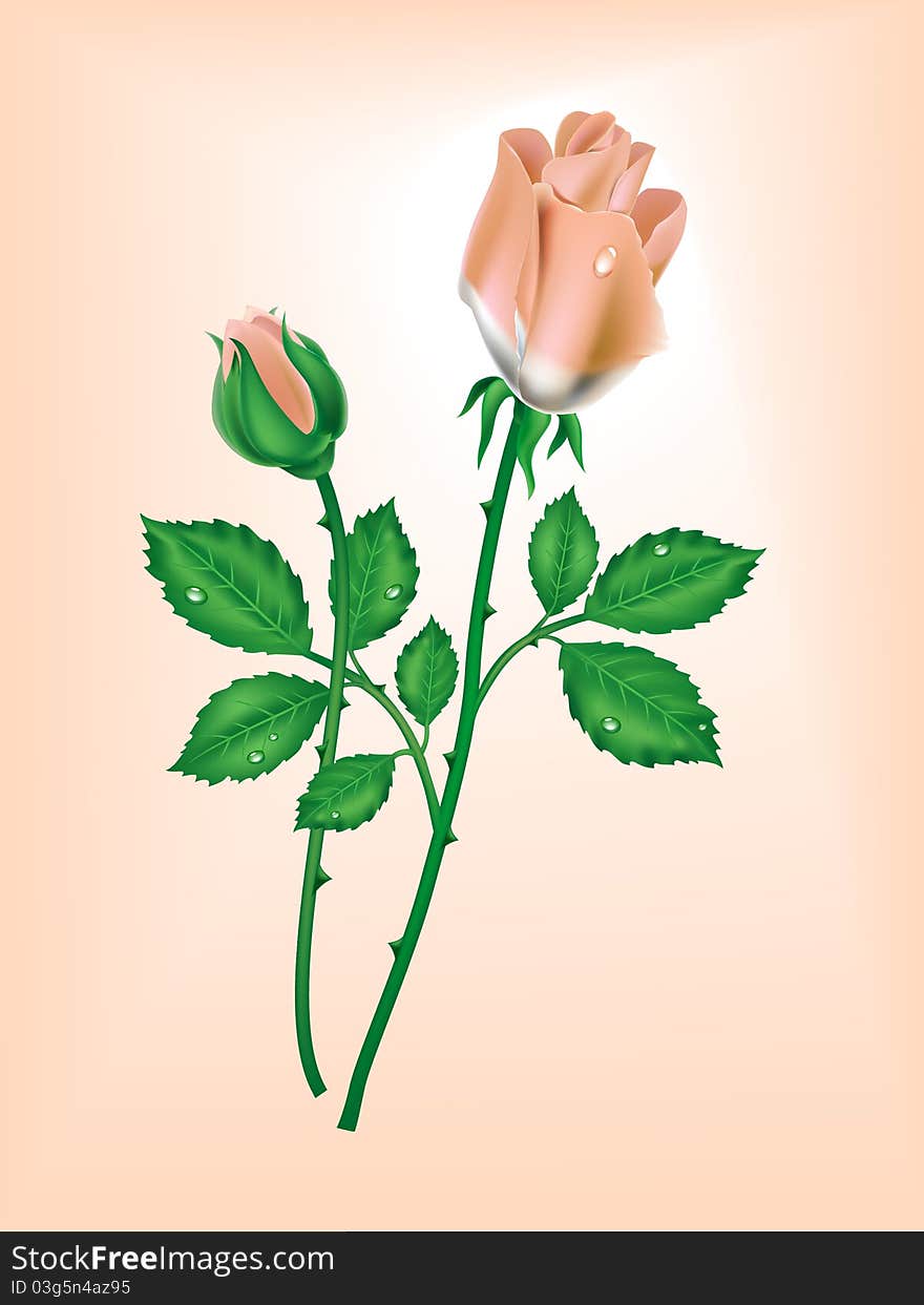 Two roses on a pink background. Two roses on a pink background