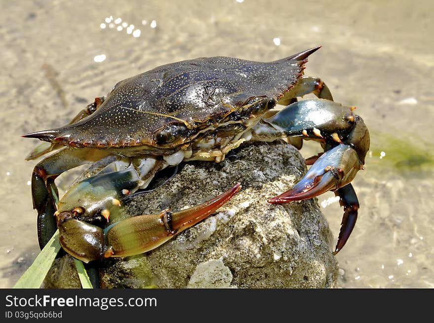 A closeup of a crab on a Florida beach. A closeup of a crab on a Florida beach.