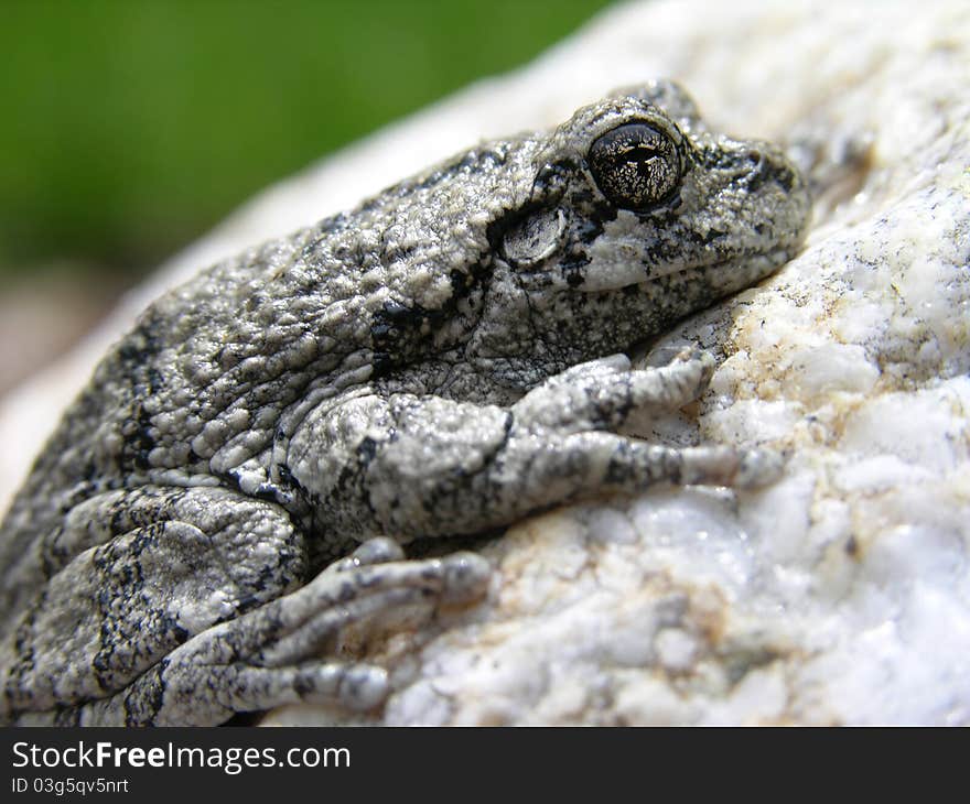 Closeup of a Northern Gray Treefrog.