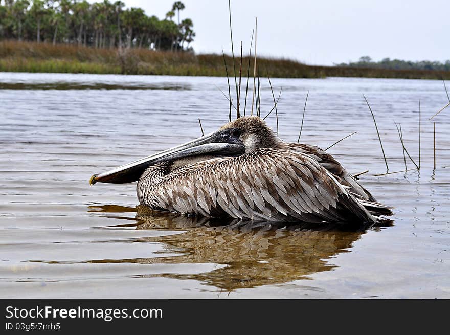 Pelican In The Water