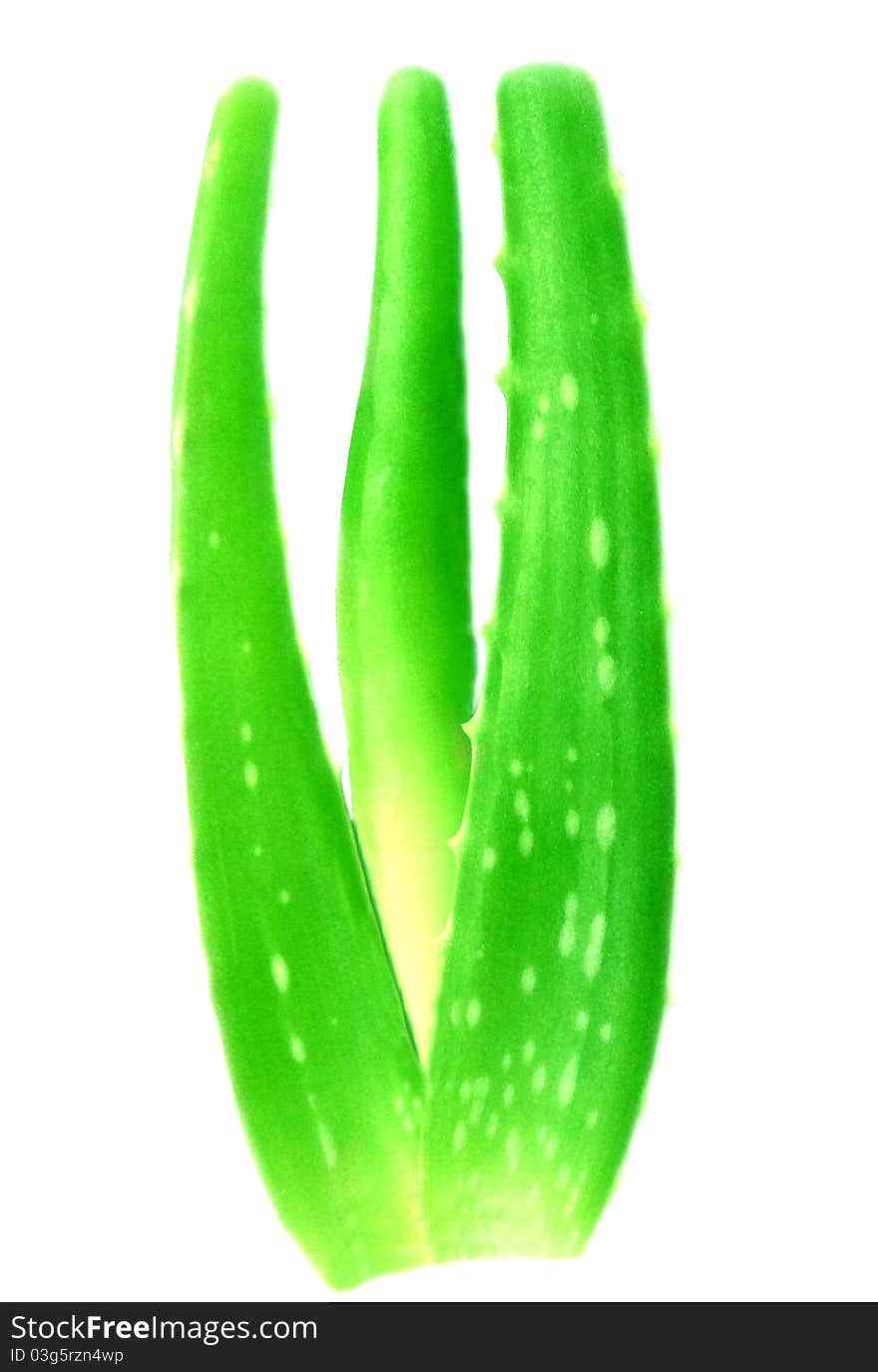 Medicinal aloevera isolated over white background